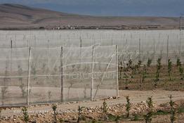 Image du Maroc Professionnelle de  Des fermes de grandes dimensions avec des terres agricoles qui ont profité de l’épierrage, d'un tri et enfin du broyage des roches cela a permis de créer des champs de grandes dimensions que l’on a divisés en zones séparées par des filets dans le but de les protéger contre l'action du vent. Avant de procédé à la plantation des orangers on avait équipé le sol d’un système moderne d'arrosage qui laisse passer l’eau petit à petit, dit "goutte à goutte" dans une nouvelle ferme moderne à Chichaoua, Mardi 27 Février 2007. (Photo / Abdeljalil Bounhar) 